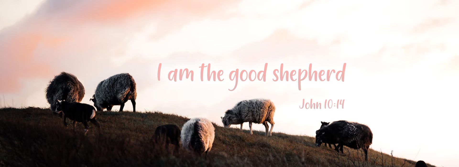 4th Sunday of Easter Good Shepherd Sunday