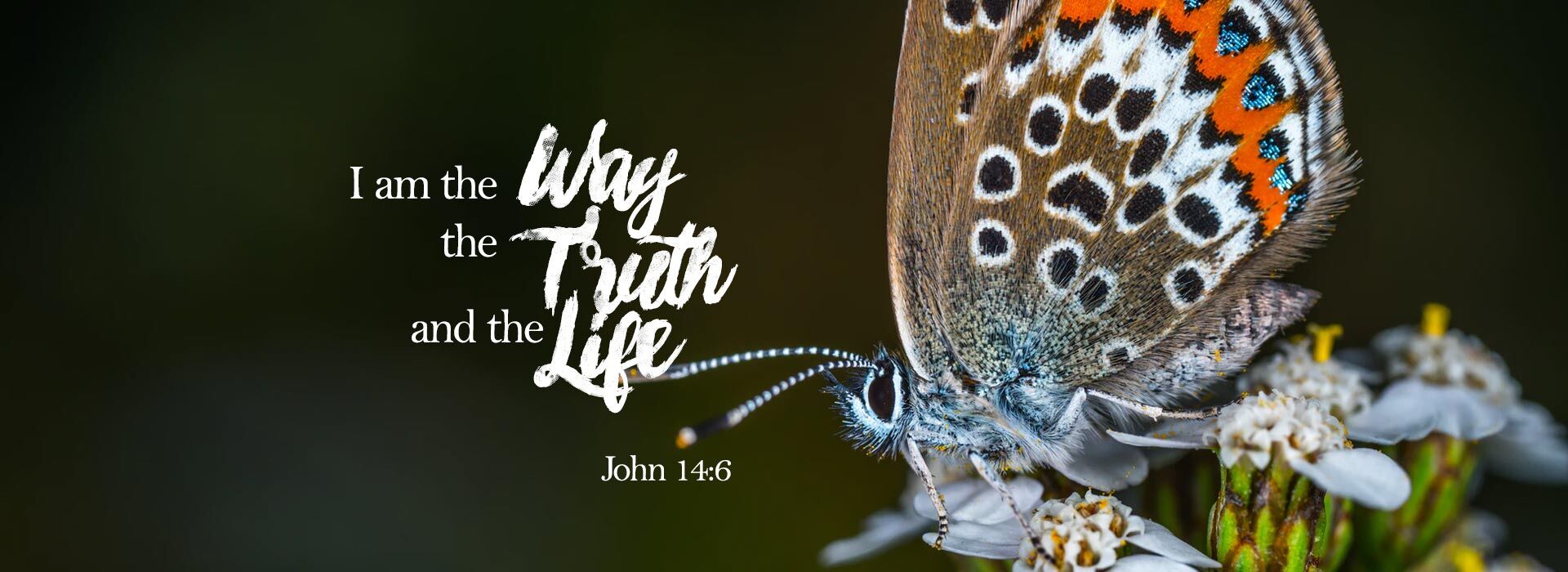 5th Sunday of Easter