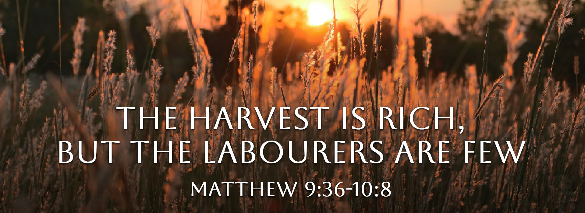 11th Sunday of Ordinary Time